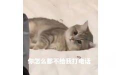 你怎么都不给我打电话（猫咪）