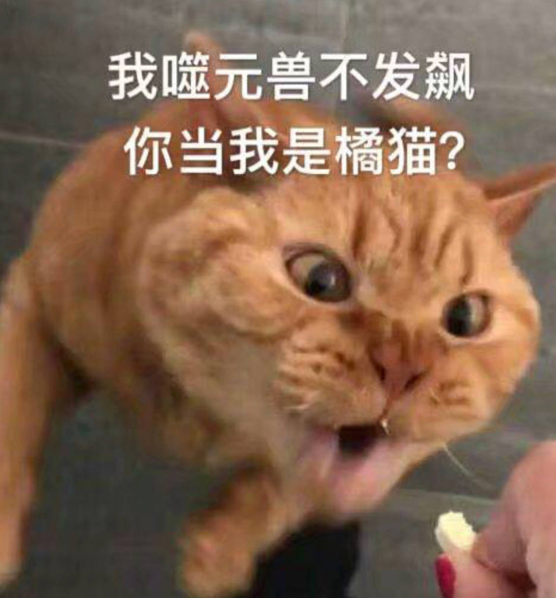 我噬元兽不发飙，你当我是橘猫？ - 《惊奇队长》 噬元兽橘猫表情包