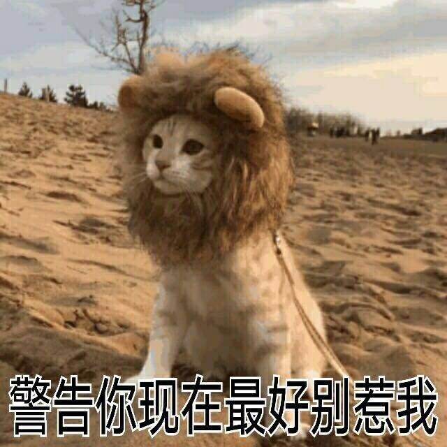 猫咪扮狮子：警告你现在最好别惹我