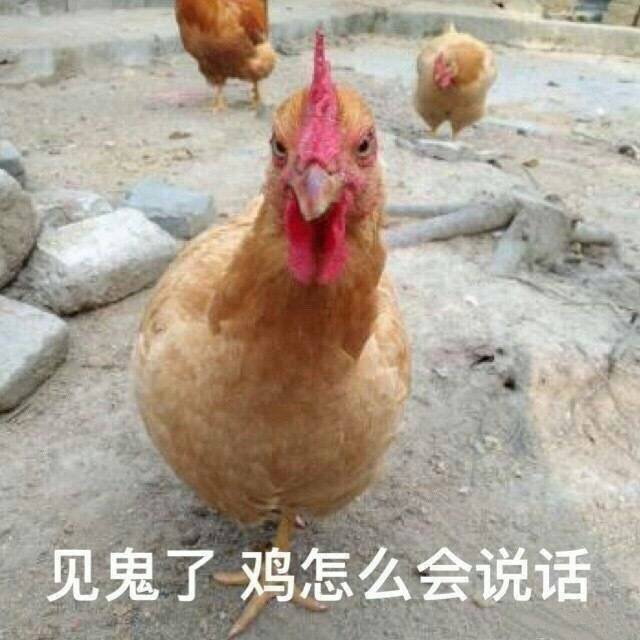 见鬼了 鸡怎么会说话