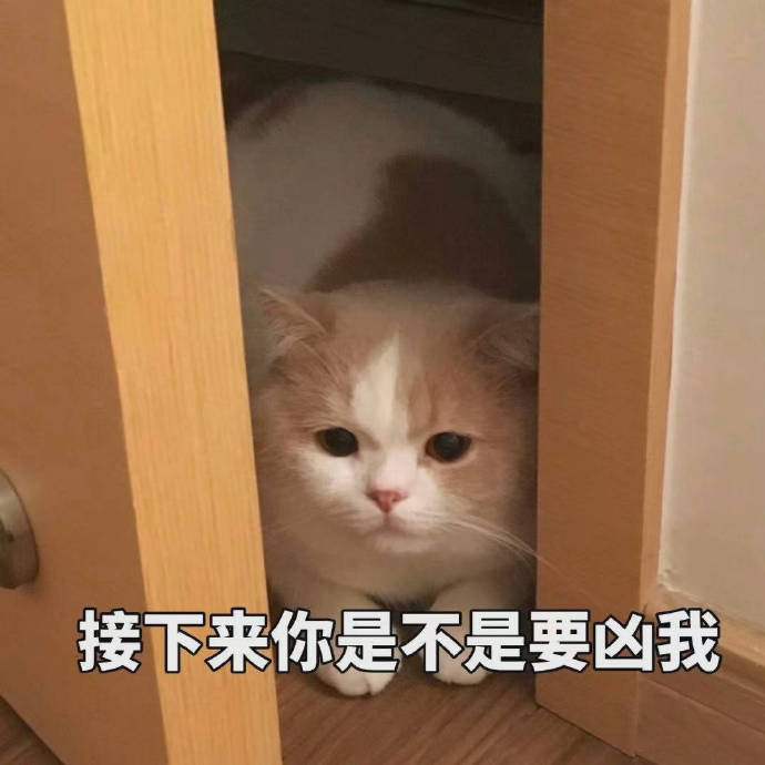 接下来你是不是要凶我 - 一只超可爱的小猫咪表情包