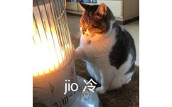 jio 冷 脚冷（猫咪烤火）