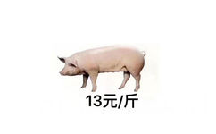 猪肉13元一斤 - 从2017到2019