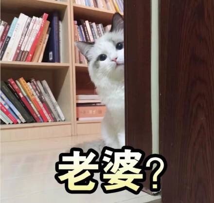 老婆？ - 一组猫咪斗图表情 一起吸猫