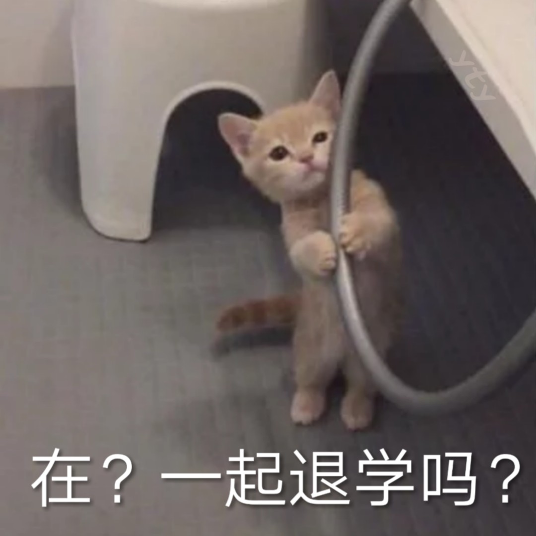 在？一起退学吗？（猫咪）