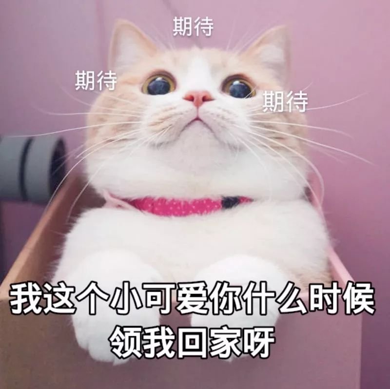 我这个小可爱你什么时候领我回家呀（猫咪）