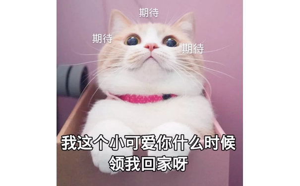 我这个小可爱你什么时候领我回家呀（猫咪）