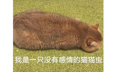 我是一只没有感情的猫猫虫