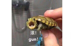 滚！！gun！（乌龟呐喊）