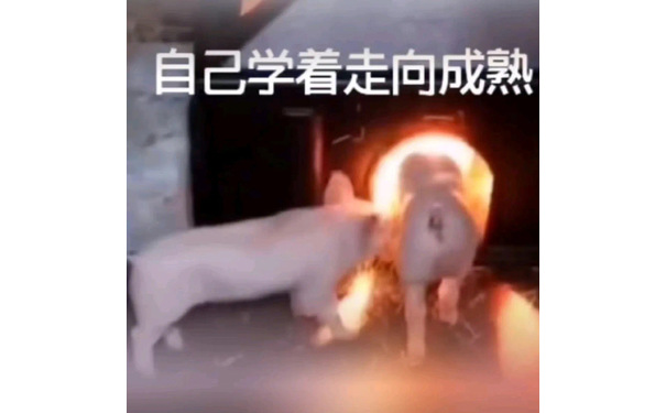 自己学着走向成熟(猪猪表情包)