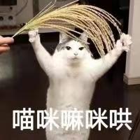 喵咪嘛咪哄