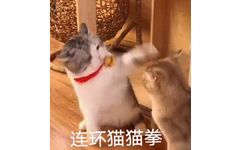 连环猫猫拳 猫咪动态表情包