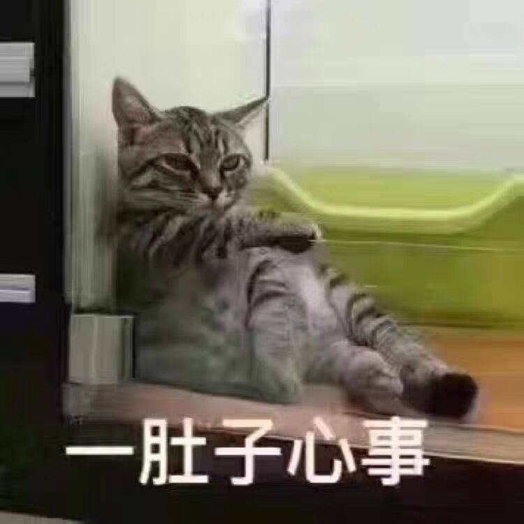 一肚子心事（猫咪）