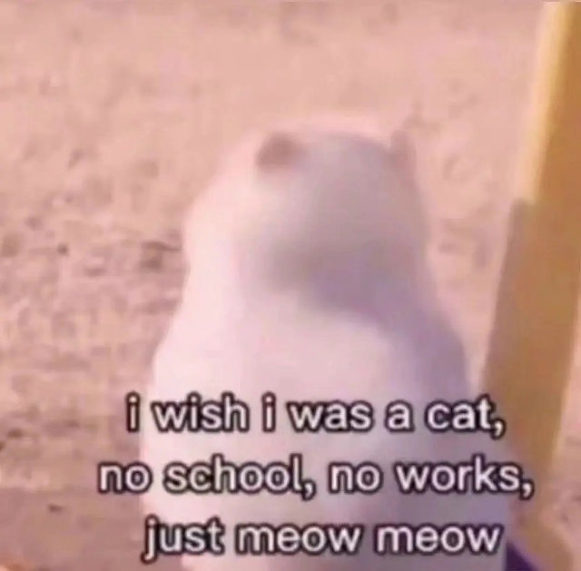 i wish i was cat ,no school ,no works ,just meowmeow