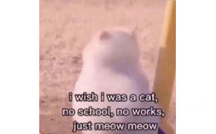 i wish i was cat ,no school ,no works ,just meowmeow