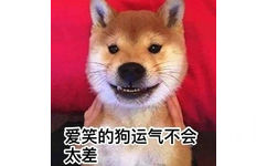 爱笑的狗运气不会太差 - 一组柴犬doge微信表情