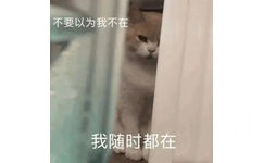 不要以为我不在我随时都在(猫咪表情包)