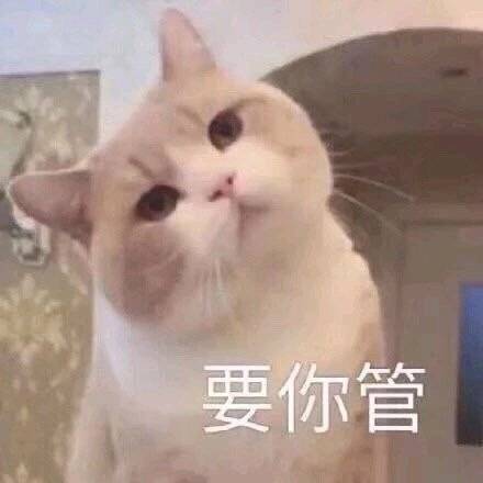 要你管哦（猫咪表情包）