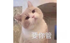 要你管哦（猫咪表情包）