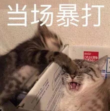 当场暴打(猫咪)