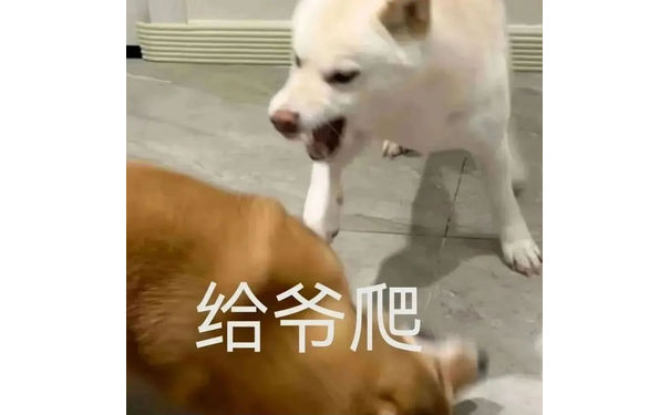 给爷爬