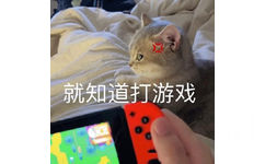 就知道打游戏(猫猫生气表情包)