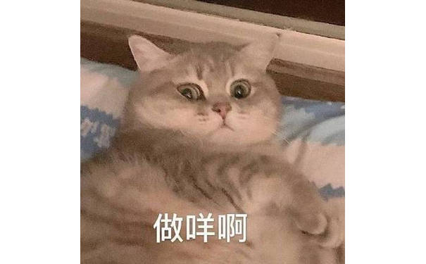 做咩啊 - 猫咪表情包 爱了  ​