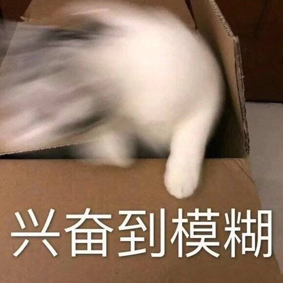 兴奋到模糊(猫咪表情包)