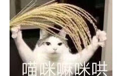 喵咪嘛咪哄(猫猫表情包)