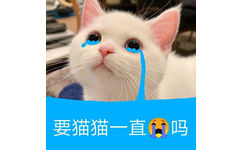 要猫猫一直哭吗