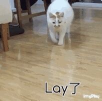 Lay了，累了。一只垂头丧气的猫 - 热门表情精选