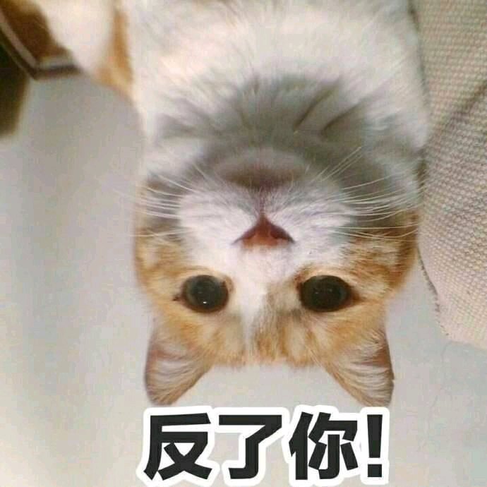 反了你！（猫咪）