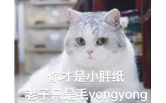 你才是小胖纸老子只是毛 yongyong(毛茸茸猫咪)