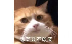 想笑又不敢笑(猫猫表情包) - 猫猫狗狗表情包