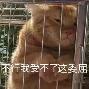 不行我受不了这委屈（橘猫）