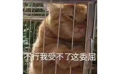 不行我受不了这委屈（橘猫）