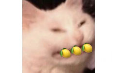 猫咪吃柠檬 - 人类的本质是柠檬精