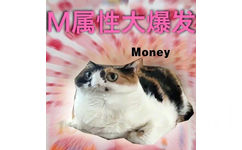 M属性大爆发Money