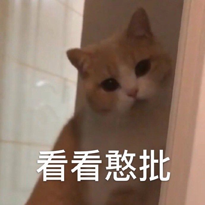 猫咪看看憨批