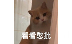 猫咪看看憨批