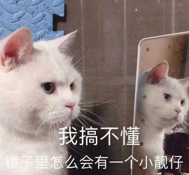 我搞不懂镜子里怎么会有一个小靓仔(猫猫照镜子表情包)