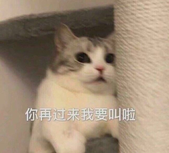 你再过来我要叫啦(猫咪)