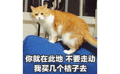 你就在此地不要走动，我买几个桔子去（猫咪）