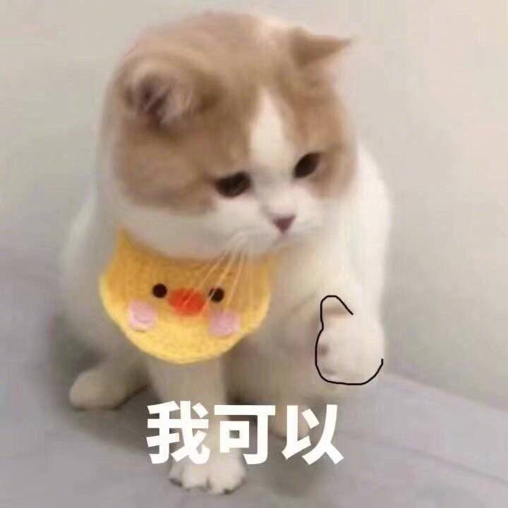 我可以（猫咪）