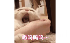 嗷呜呜呜~(猫咪咬手 GIF)