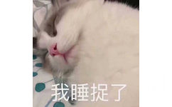 我睡捉了(猫咪)