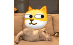 猫咪盘狗头emoji - 万物皆可盘猫咪动态表情包
