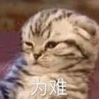 为难(猫咪表情包)