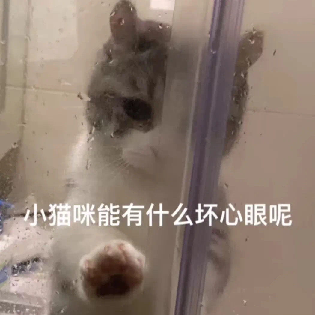 小猫咪能有什么坏心眼呢(猫咪表情包)