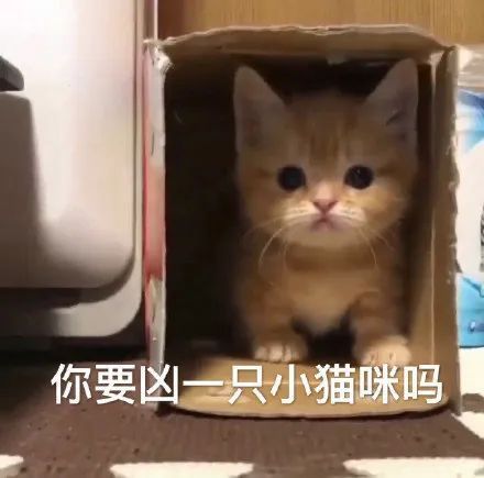 你要凶一只小猫咪吗 - 猫猫表情包 ​